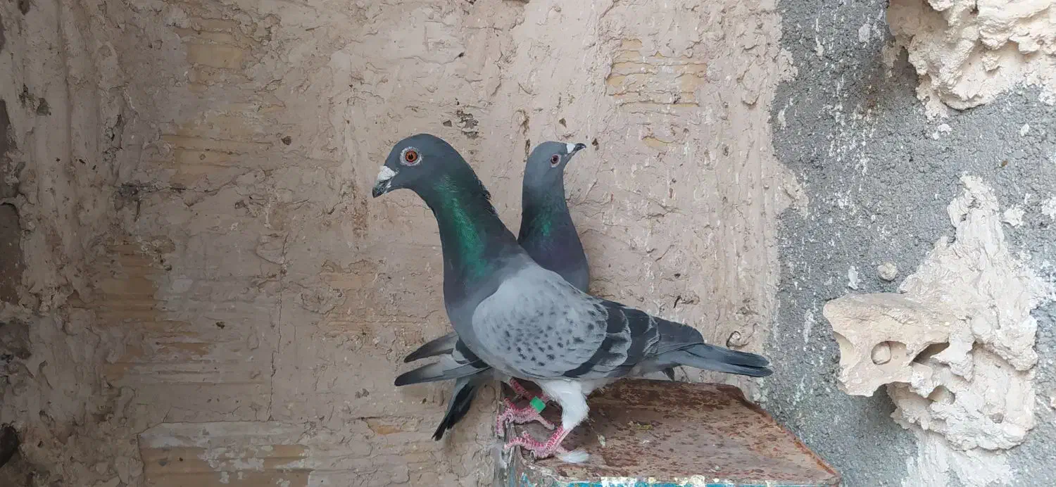 طرح فرش کفتر|تابلو فرش|مشهد, باغ فراگرد|دیوار