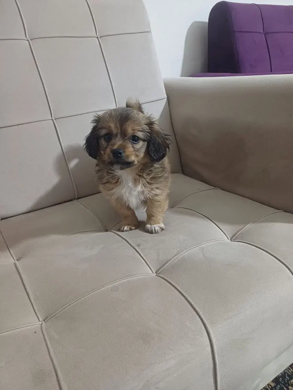 توله اشتیز|سگ|شیراز, شهرک بهار|دیوار