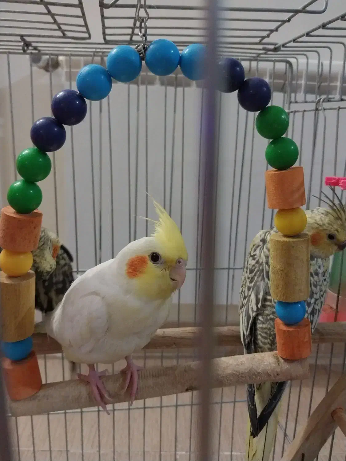 فروش عروس هلندی ماده۳ماهه ومولد ماده|پرنده|الوند, |دیوار