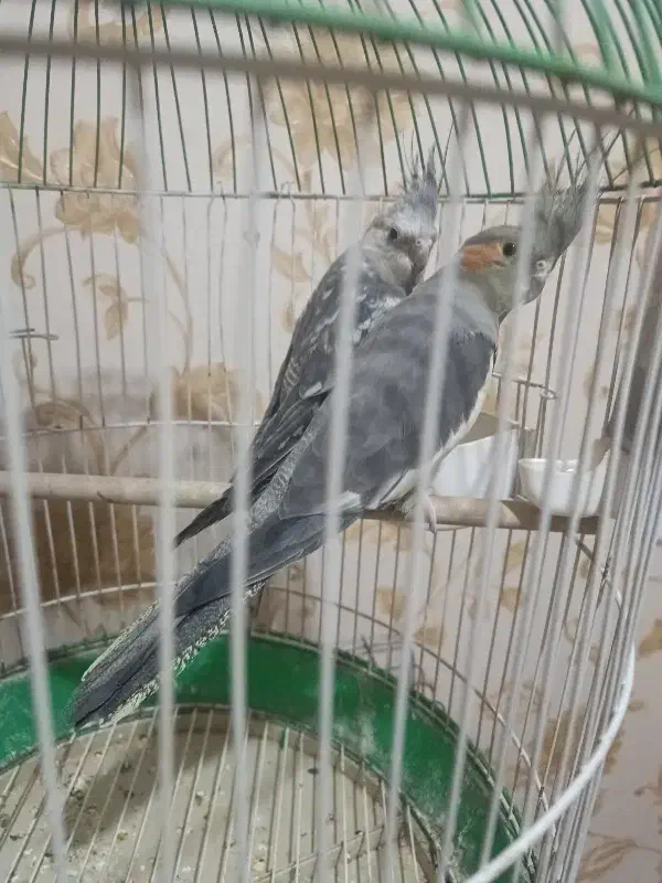 عروس هلندی جفت|پرنده|قرچک, مهدیه|دیوار