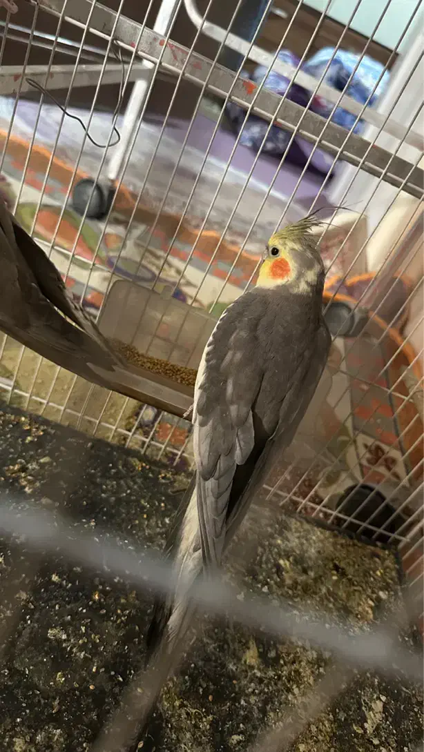 جفت عروس هلندی مولد|پرنده|مشهد, امام خمینی|دیوار