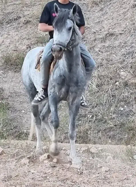 اسب یورقه|اسب و تجهیزات اسبسواری|بسطام, |دیوار