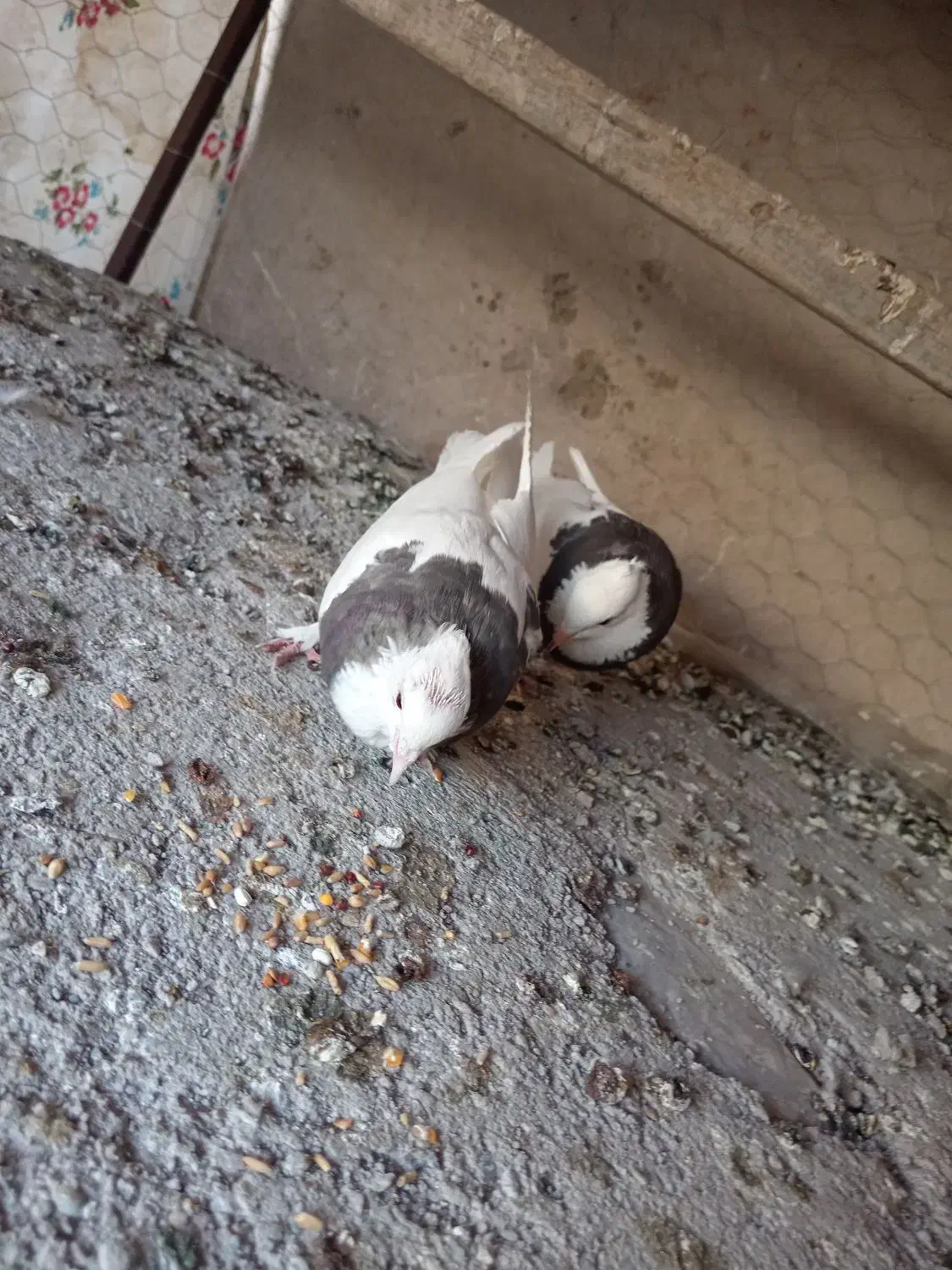 کفتر طوقی|پرنده|زرند, |دیوار