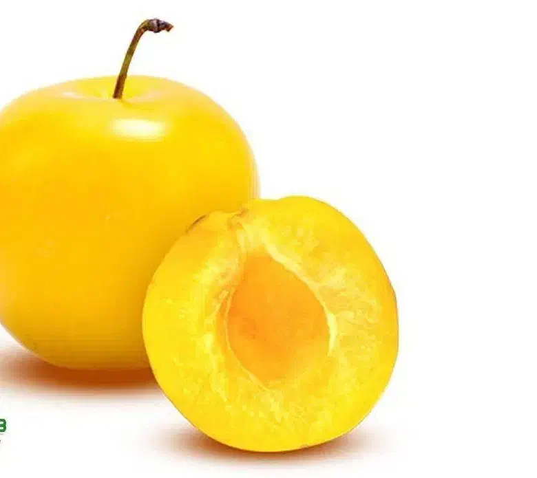 تولید و فروش نهال آلو زرد خورشتی|خدمات باغبانی و درختکاری|تنکمان, |دیوار