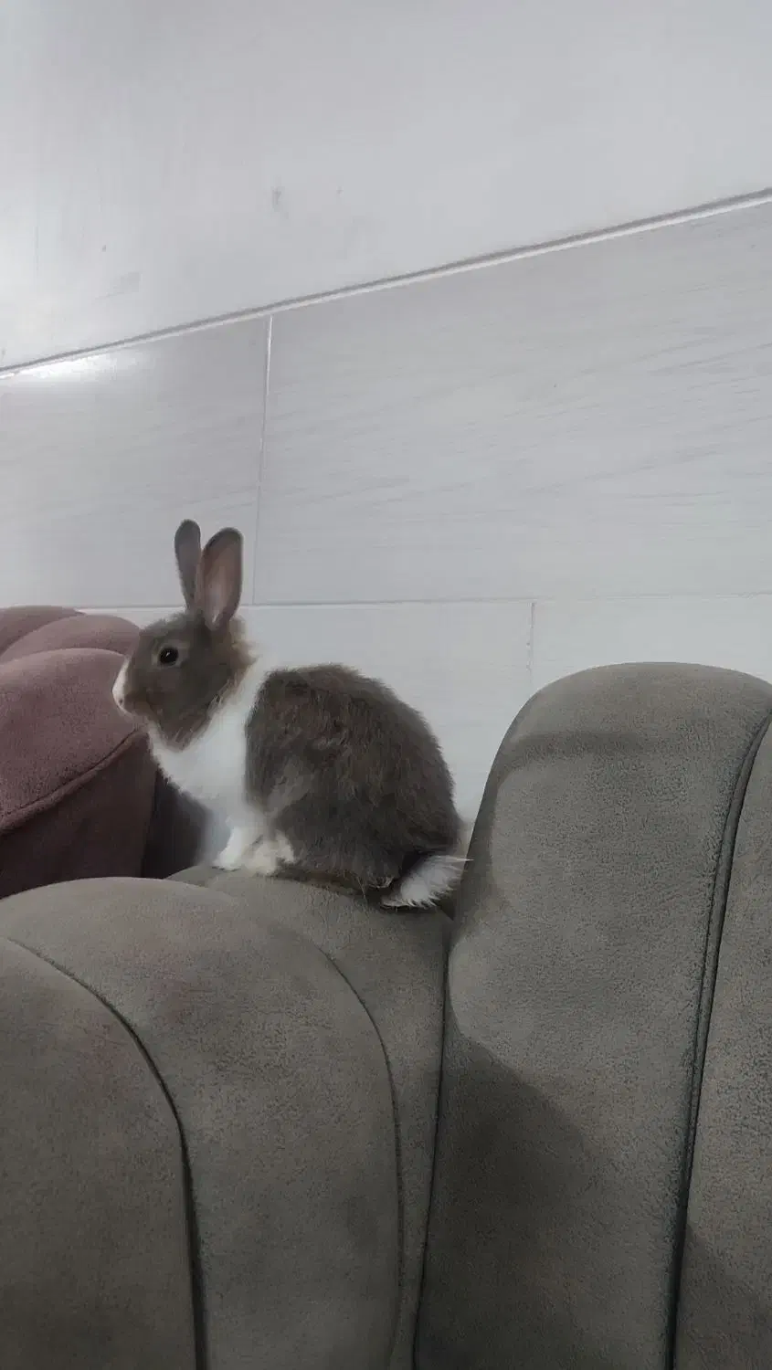 خرگوش دستی|موش و خرگوش|مهریز, |دیوار