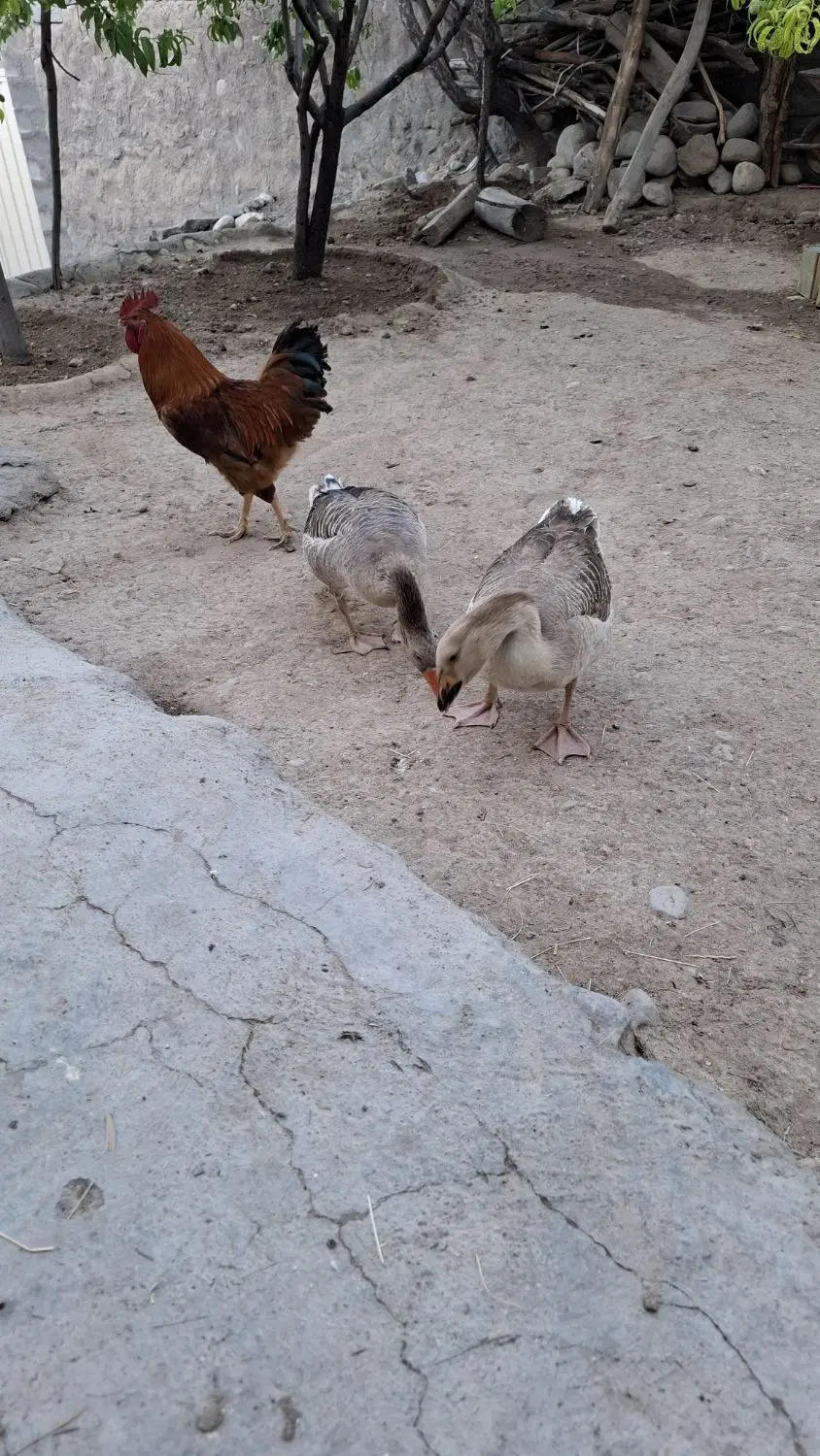 غاز|حیوانات مزرعه|مراغه, |دیوار