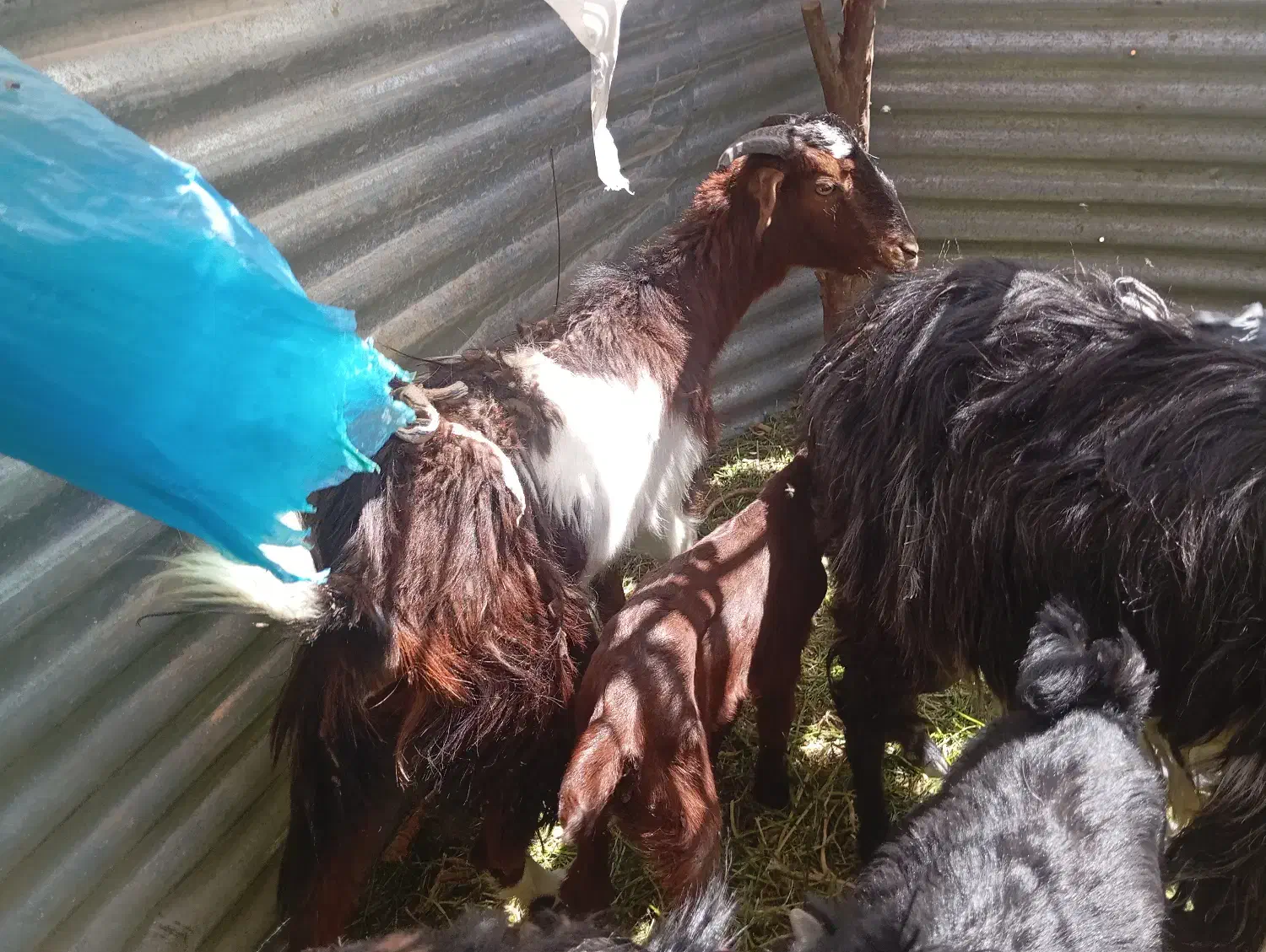 قرخ|حیوانات مزرعه|خاش, |دیوار