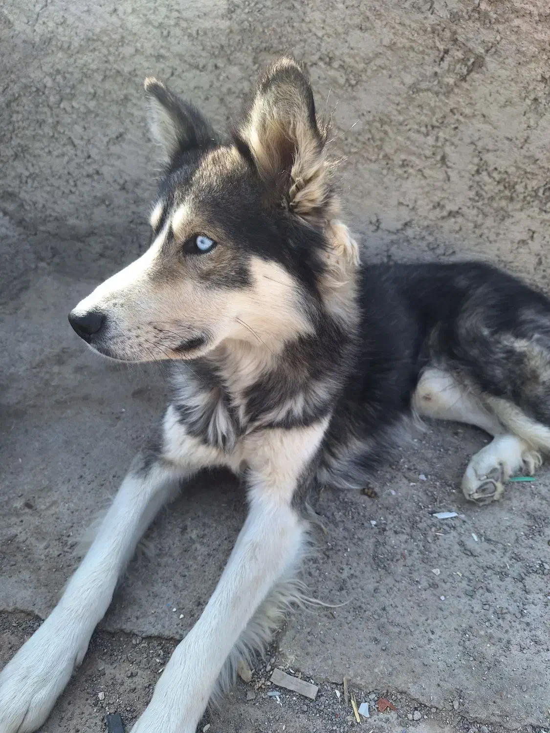 هاسکی|سگ|شاهینشهر, گرگاب|دیوار