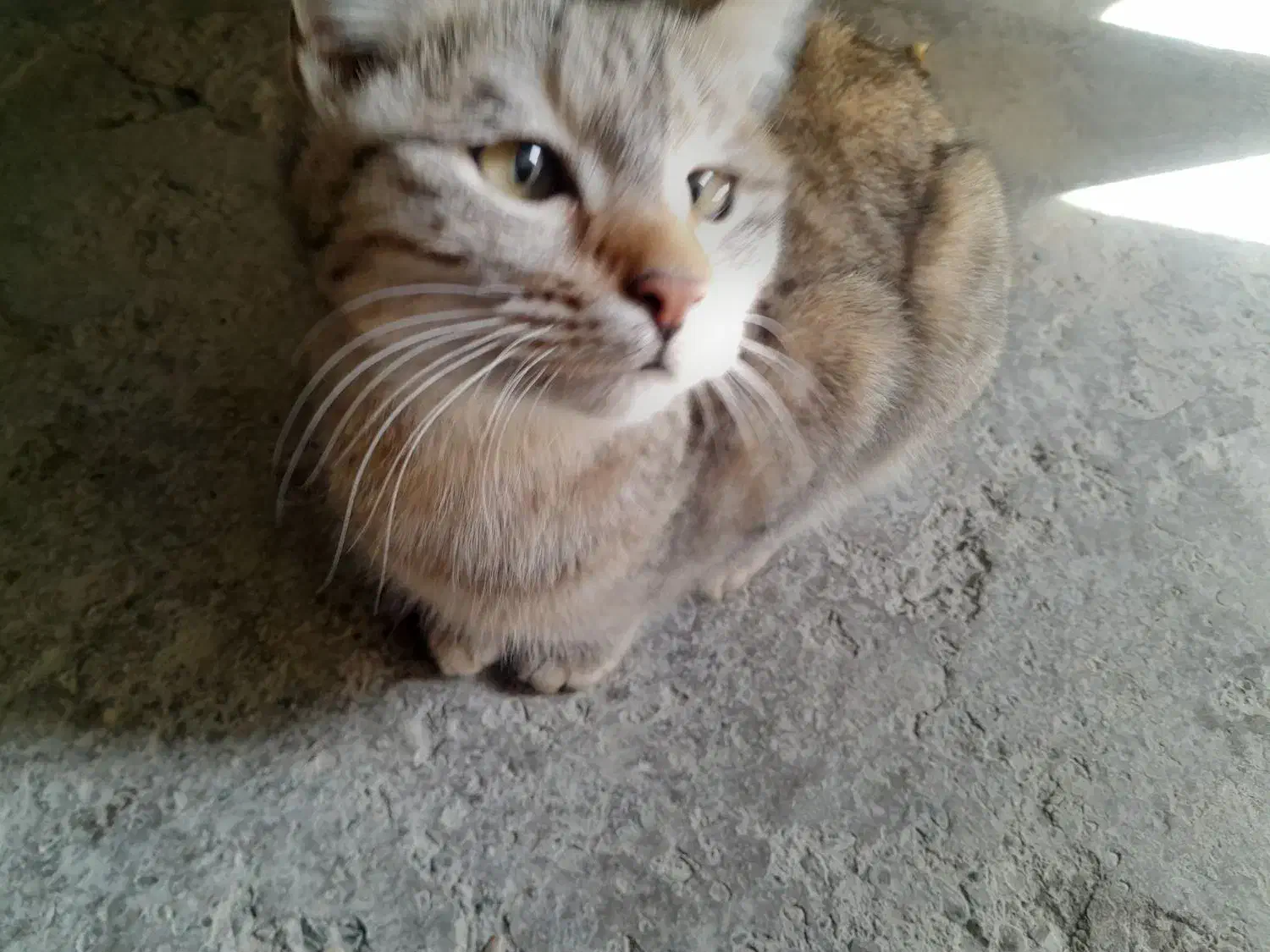 گربه خانگی|گربه|نهاوند, |دیوار