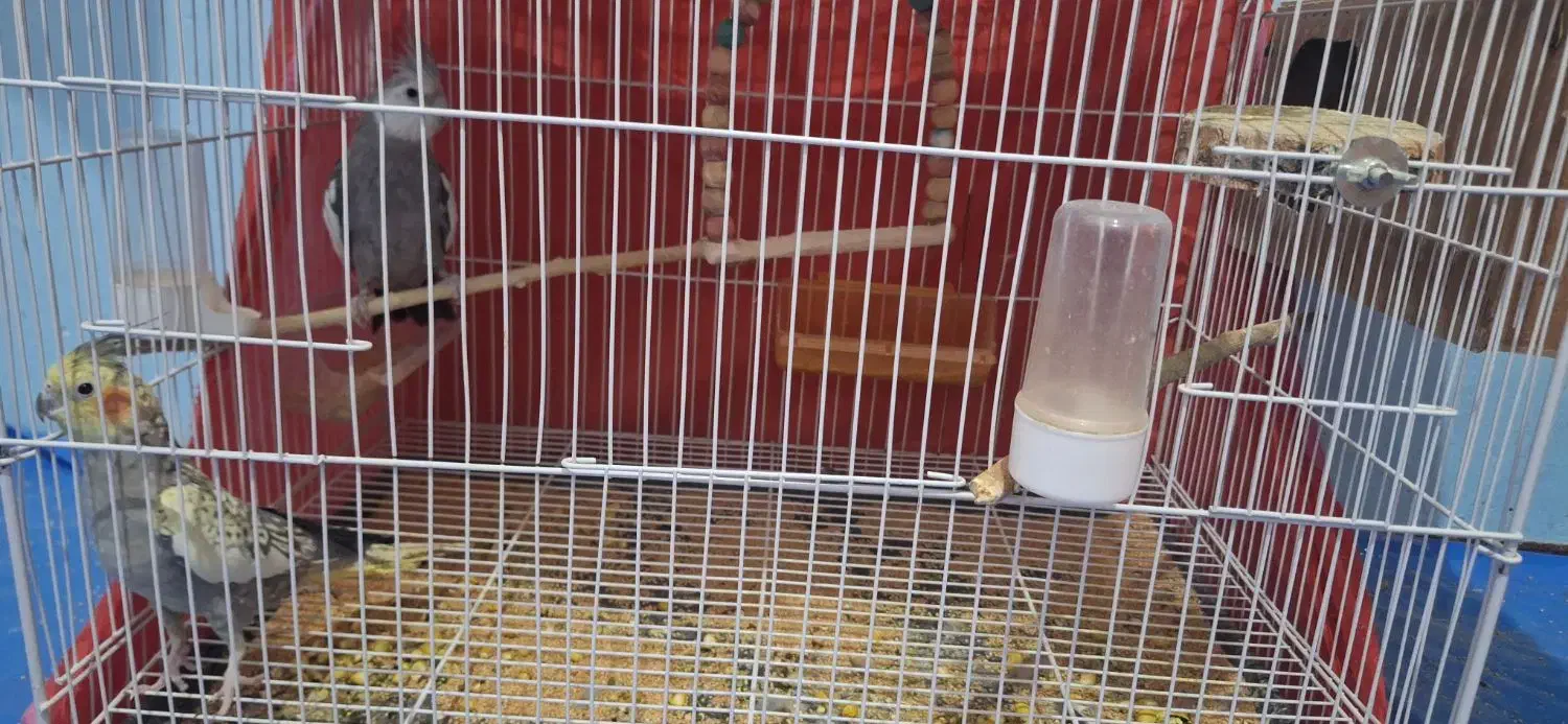 فروش عروس هلندی|پرنده|تربت جام, یحیی آباد|دیوار