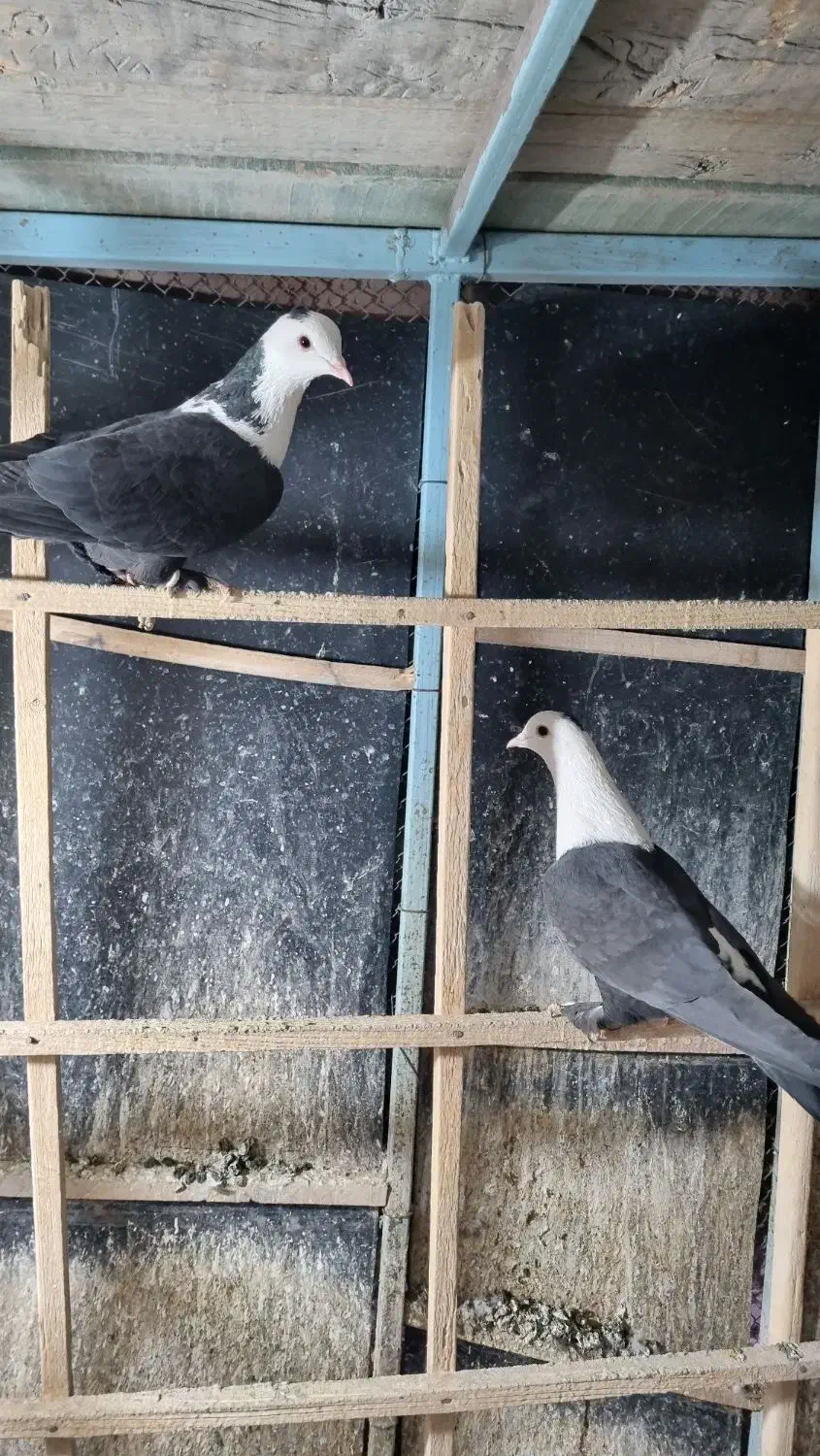 دو تا کلاغ کربلایی سیاه|پرنده|مشهد, ویلاشهر|دیوار