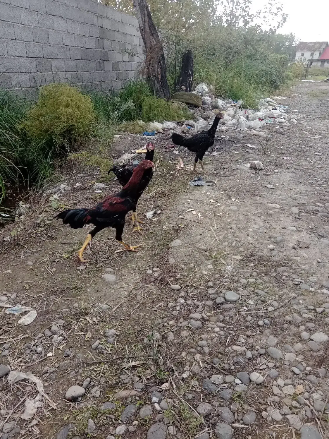 سلام خدمت عشق بازان تعداد جوجه لاری ۶ماهه|حیوانات مزرعه|رشت, ولکس|دیوار