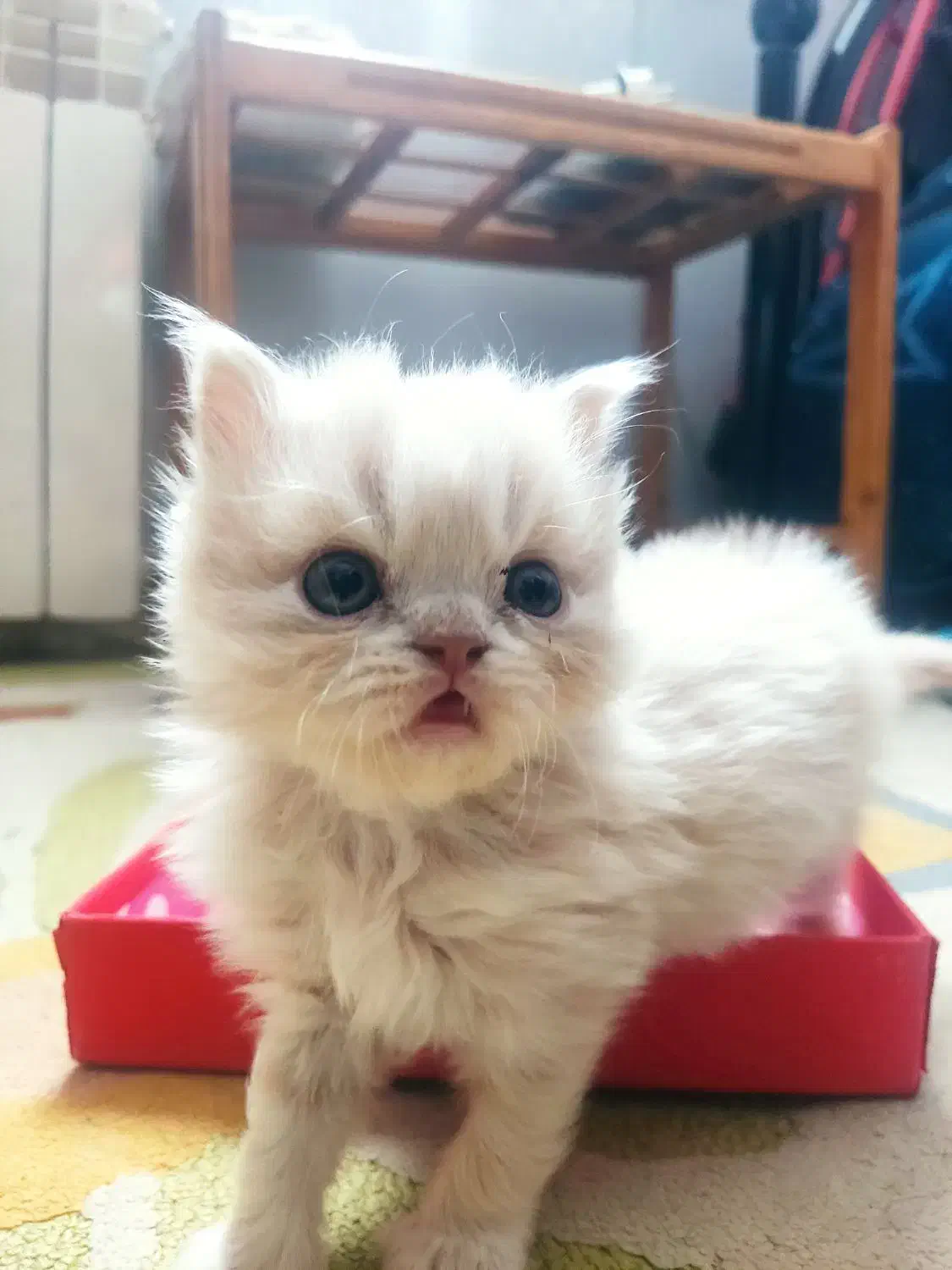 گربه کاراملی|گربه|محمدیه-قزوین, |دیوار