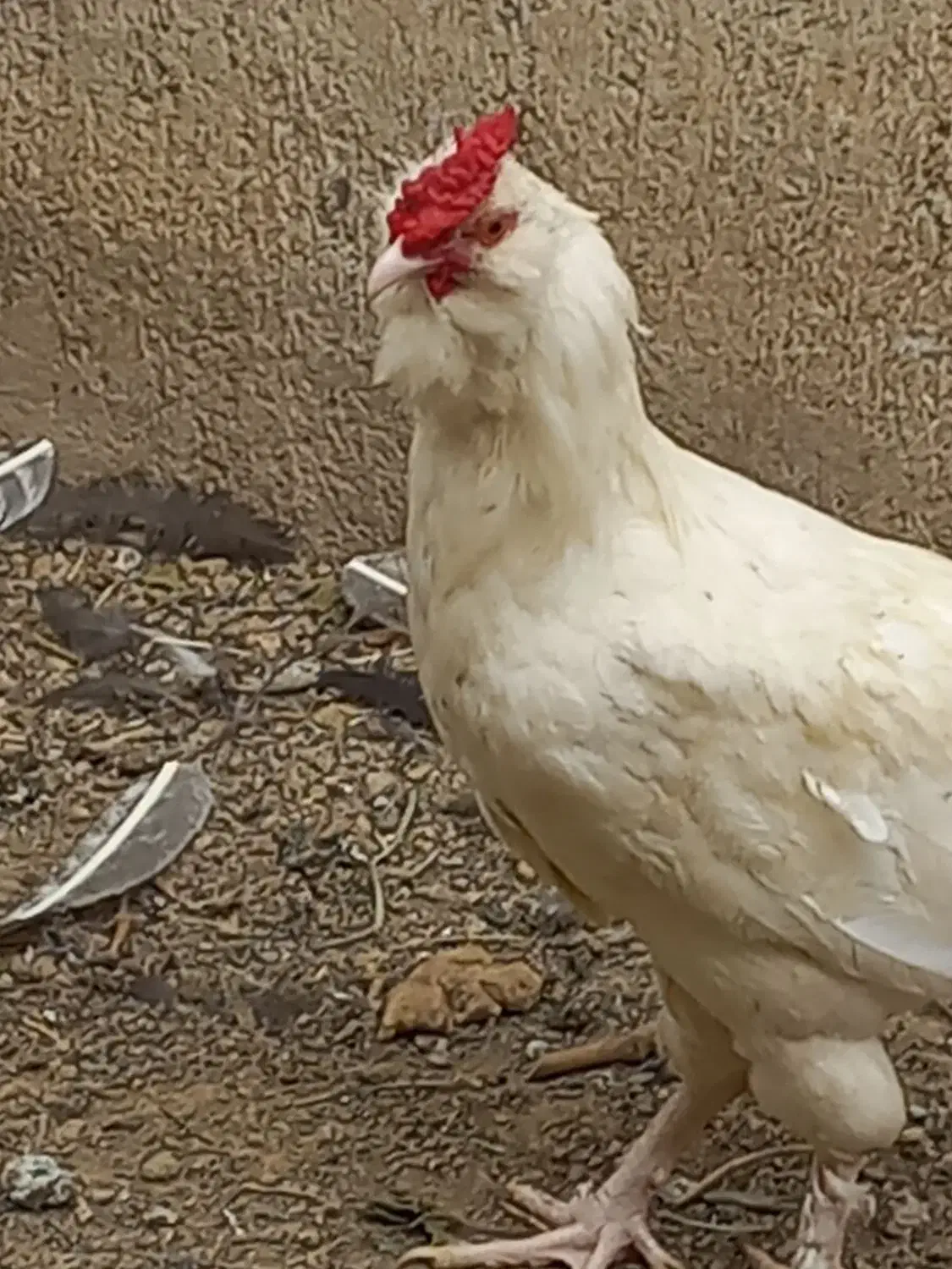 تعدادی خروس برهما بوقلمون نر سنگین وخروس گلین|حیوانات مزرعه|عجب شیر, |دیوار