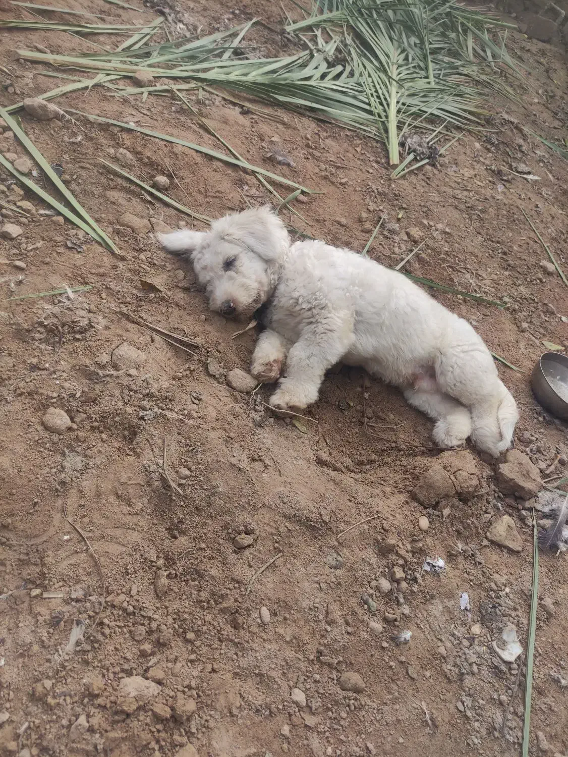 سگ شیتزو|سگ|شوشتر, |دیوار