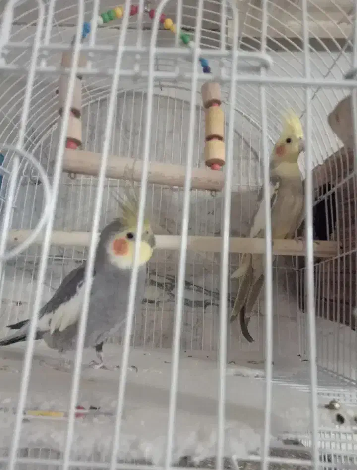 طوطی برزیلی و عروس هلندی|پرنده|تهران, گلاب دره|دیوار