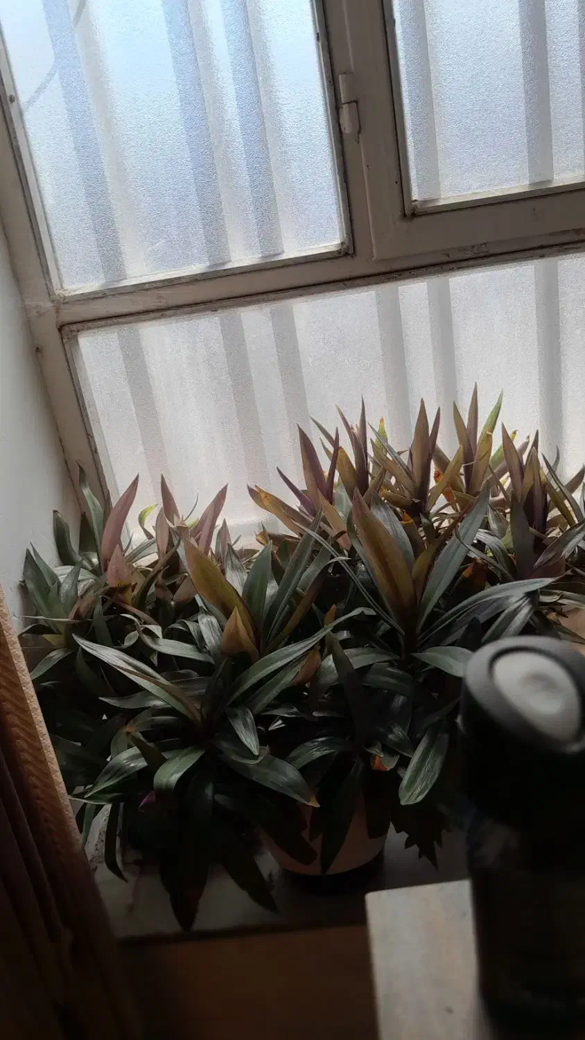 ۱۰ عددگل وگلدان به اضافه استند چوبی|گل و گیاه طبیعی|جیرفت, |دیوار