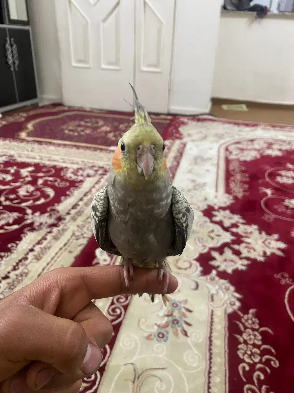 عروس هلندی|پرنده|ری, بازار آهن|دیوار