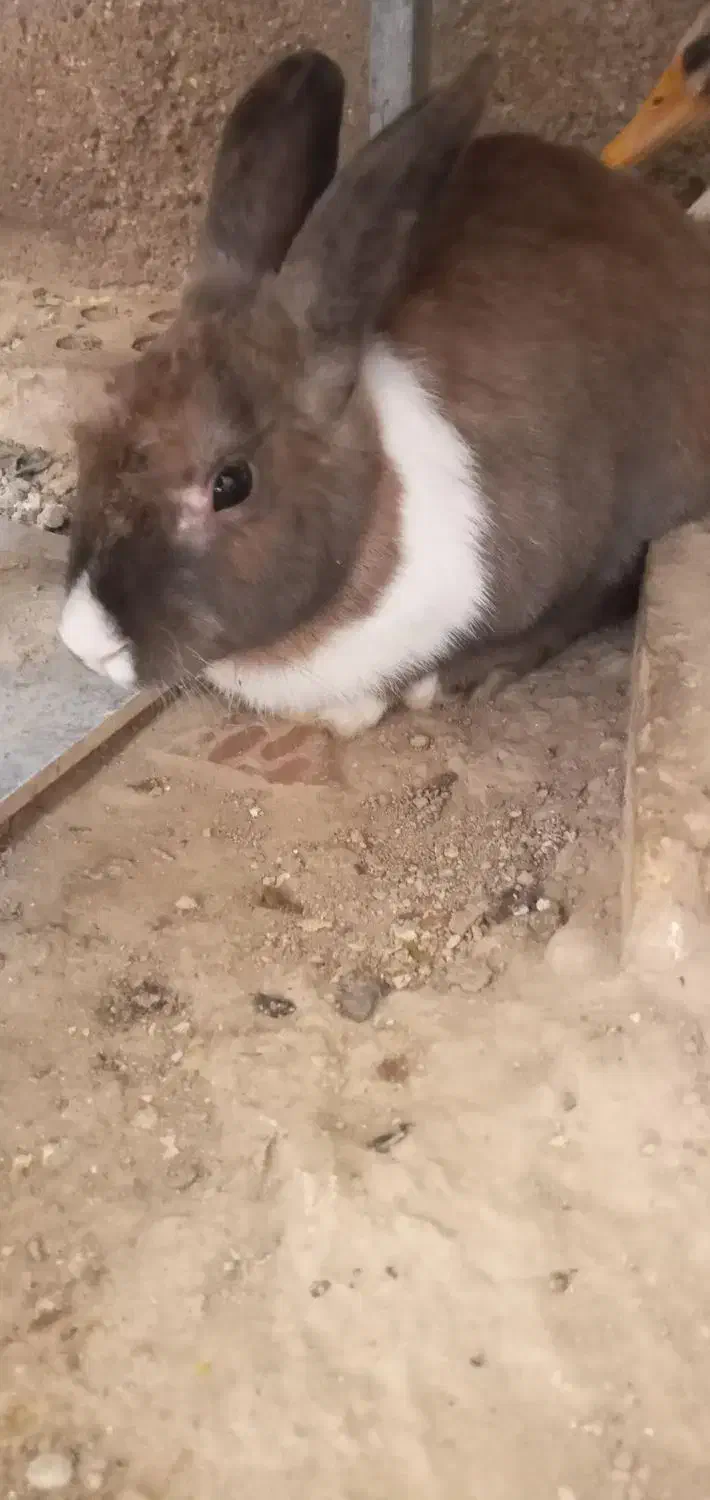 خرگوش ماده سرحال و سالم|موش و خرگوش|شوش, |دیوار