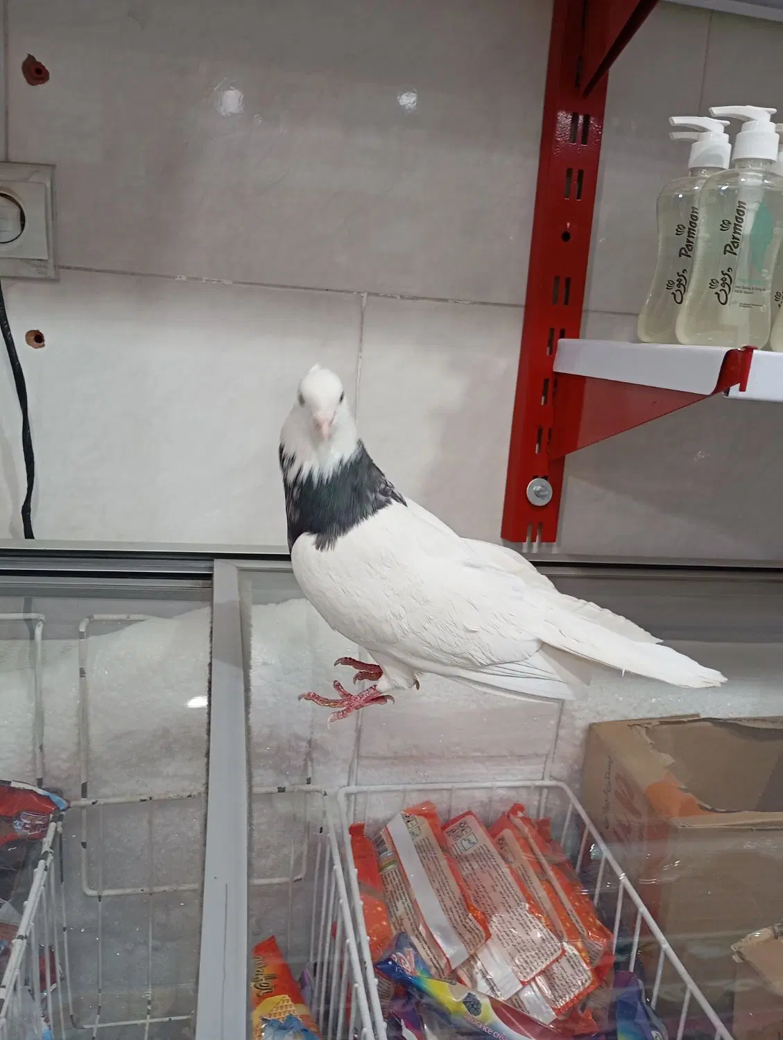 طوقی|پرنده|اصفهان, ناصرخسرو|دیوار