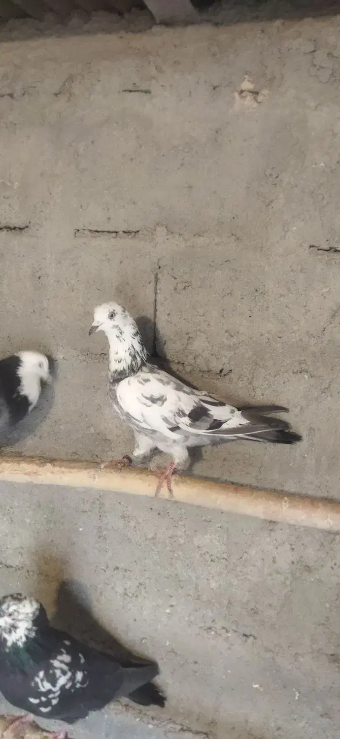 کبوتر گرفتنی|پرنده|نقده, |دیوار