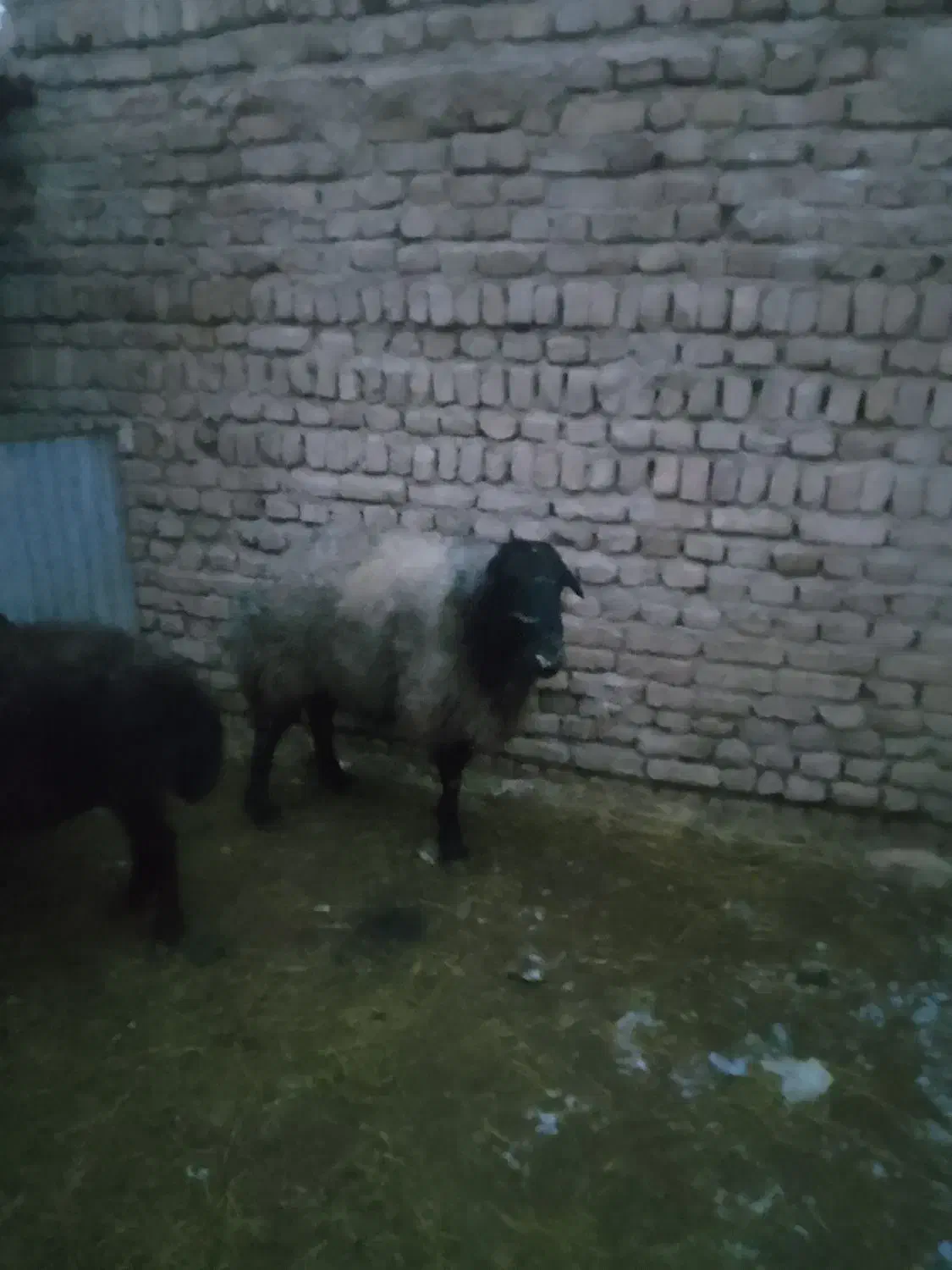 قوچ فروشی|حیوانات مزرعه|جوادآباد, |دیوار