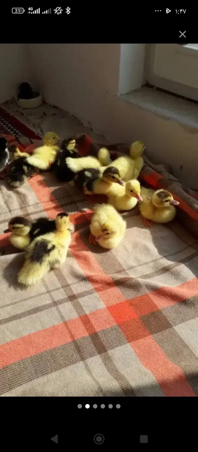 جوجه مرغ آبی|حیوانات مزرعه|سرپل ذهاب, |دیوار