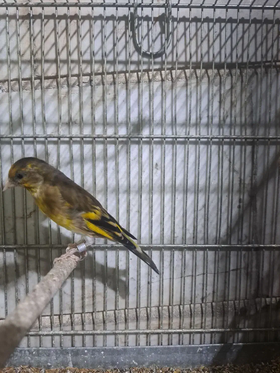 سهره قناری|پرنده|ری, دیلمان|دیوار