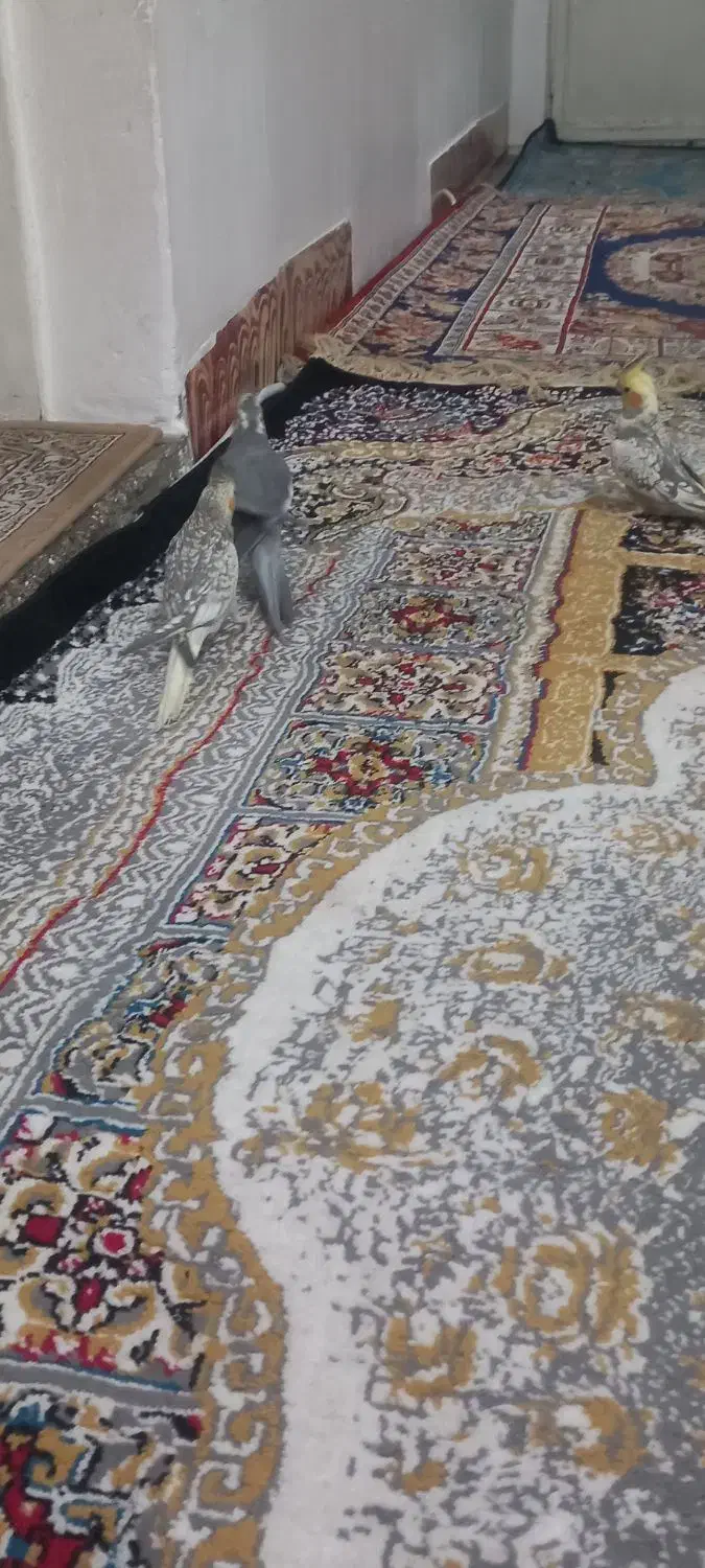 عروس هلندی مولد نر سخنگو|پرنده|مشکین‌دشت, |دیوار