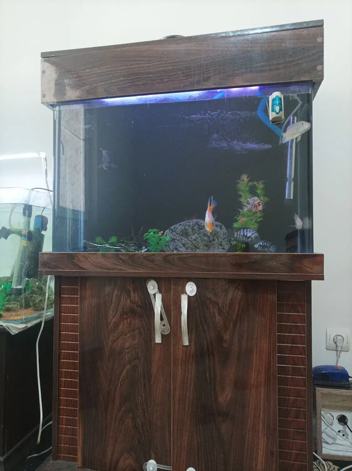 آکواریوم و تعدادی ماهی|ماهی|تهران, صادقیه|دیوار