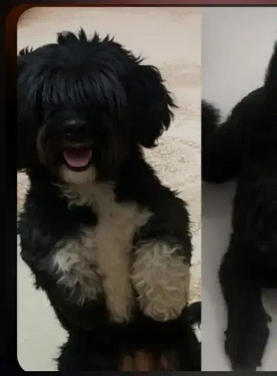 سگ گم شده|حیوانات|لنگرود, |دیوار