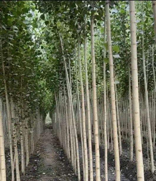 نهالستان گردو بادام و صنوبر|خدمات باغبانی و درختکاری|جلفا, |دیوار