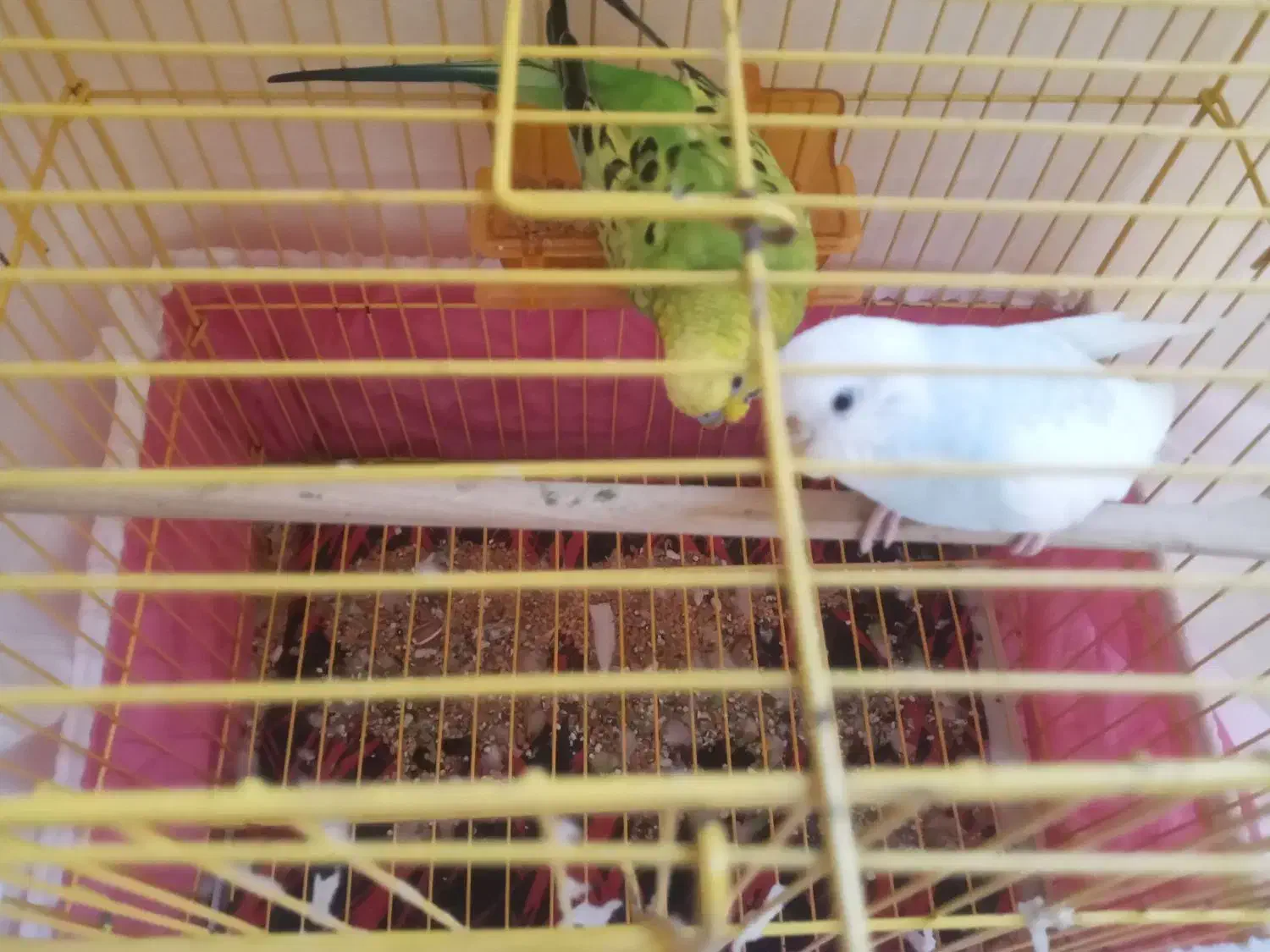 فروش مرغ عشق جفت ی ساله|پرنده|رامسر, |دیوار