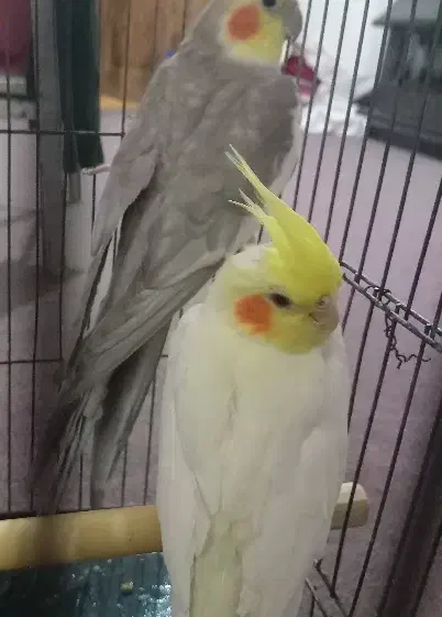 یک جفت عروس کار داده|پرنده|سبزوار, باهنر|دیوار