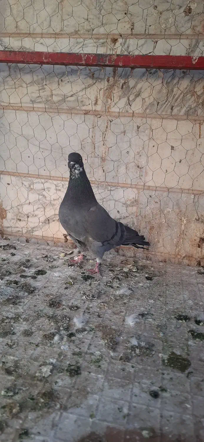 یه جفت تهرانی|پرنده|ابهر, |دیوار