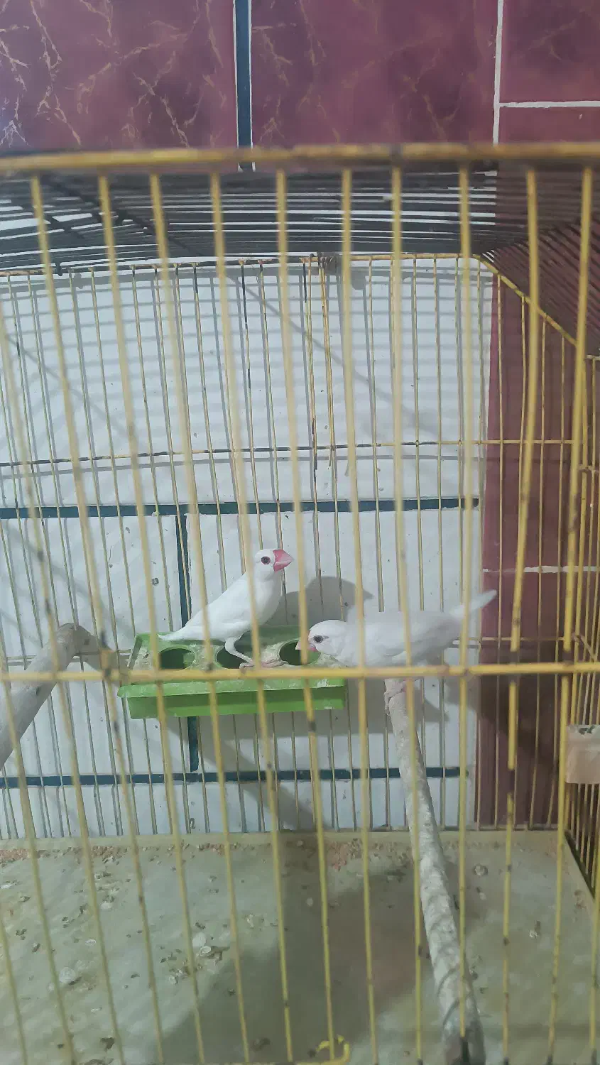 فنج مصری|پرنده|شادگان, |دیوار