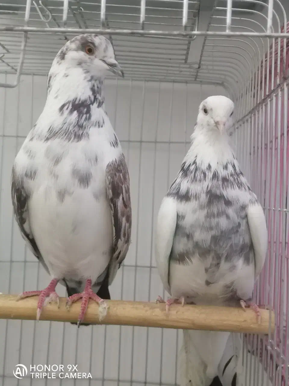 کبوتر تهرانی|پرنده|هشتگرد, شهرک گلها|دیوار