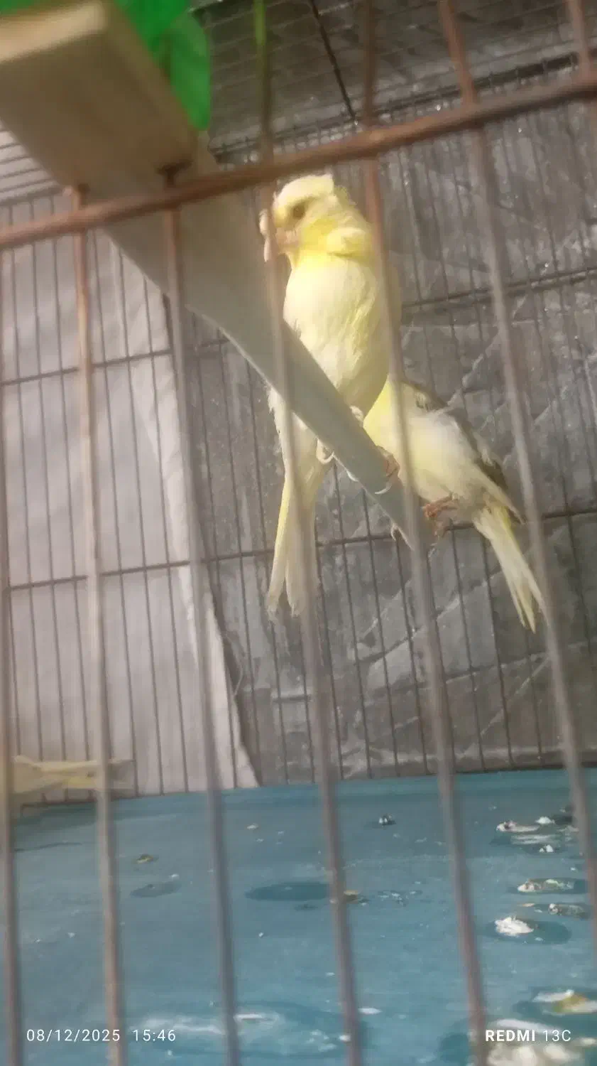 قناری جوجه نروماده کاکلی|پرنده|قرچک, شهرک طلائیه|دیوار