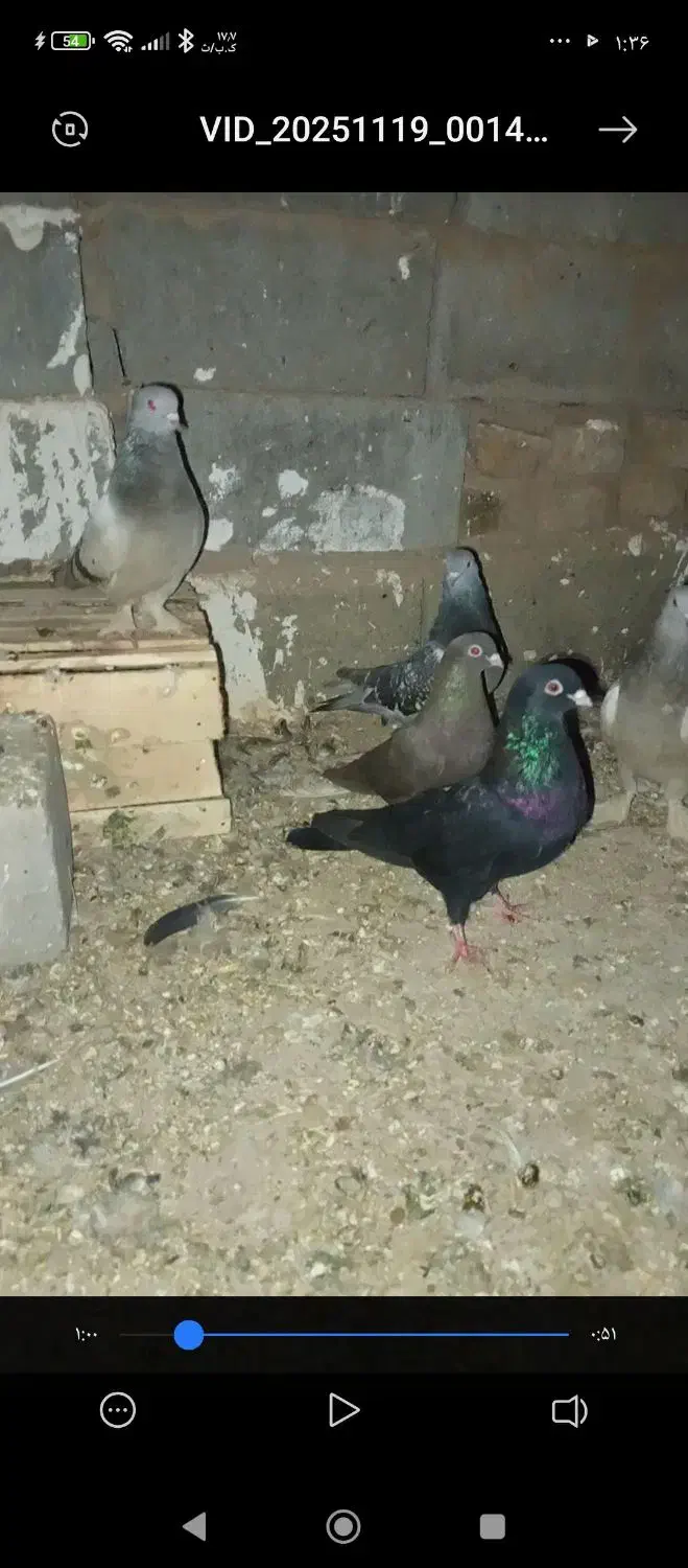 کبوتر مشکی ابادانی|پرنده|لیلان, |دیوار