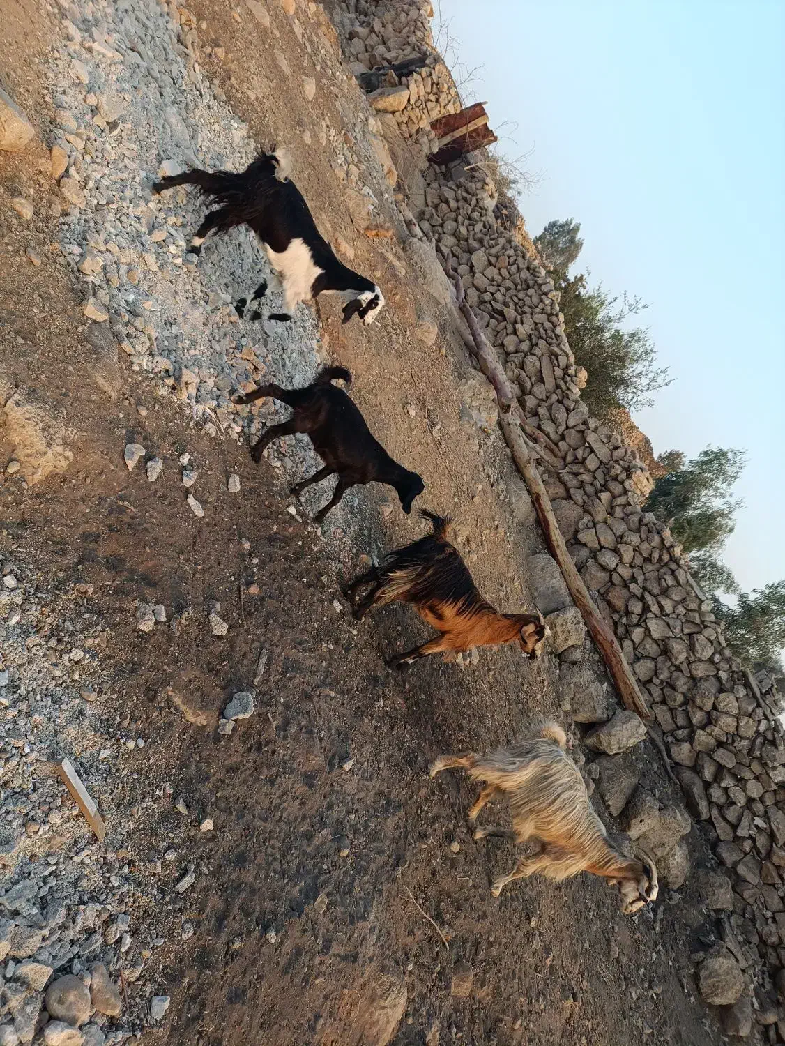 ۴تا بز ابستن باغ‌ملک|حیوانات مزرعه|ایذه, |دیوار