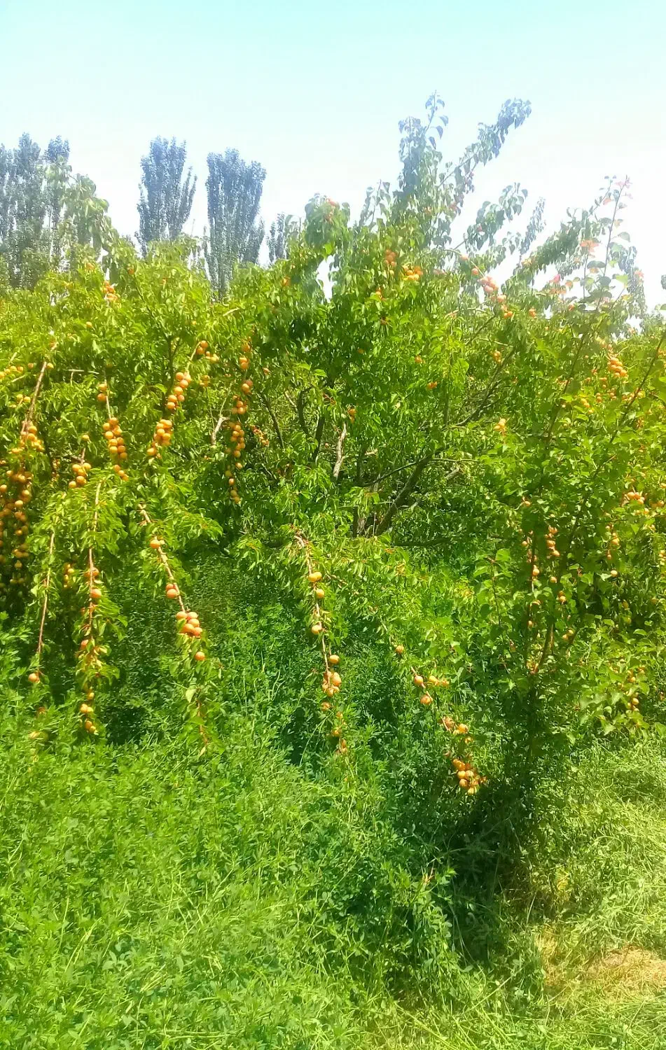 زمین و باغ وسوله وحیاط دریالقوزآغاج  مرند|فروش دفتر صنعتی، کشاورزی، تجاری|مرند, |دیوار