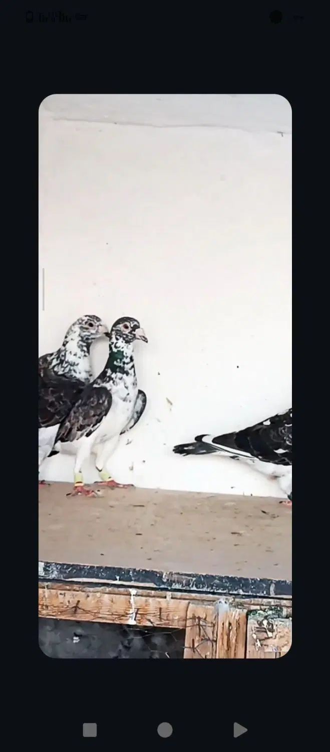 بزک|پرنده|مشهد, کوی سیدی|دیوار