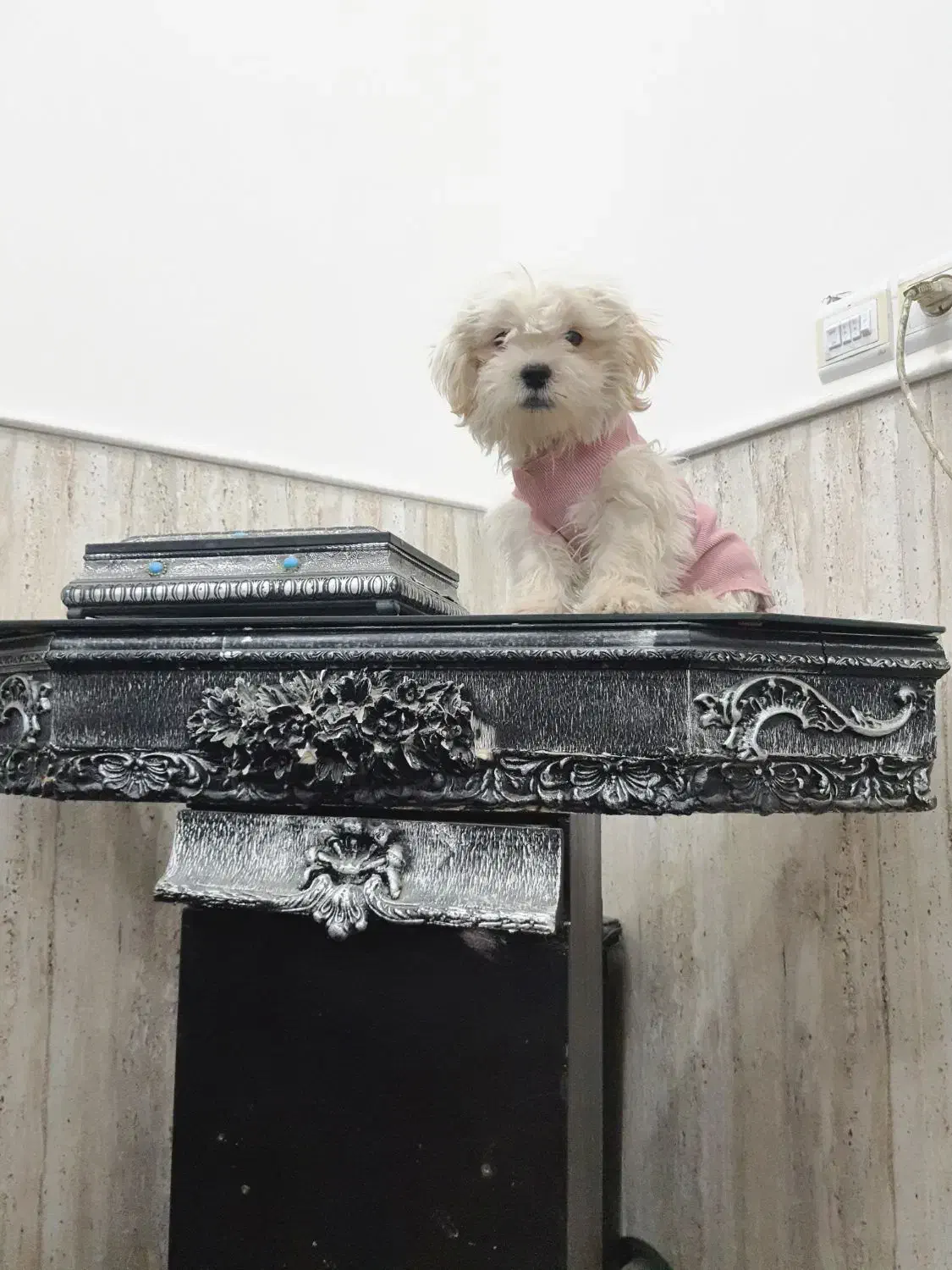 سگ‌قشنگ‌وعالی‌سالم‌زیبا‌ ‌ده تومن‌ ۴‌ماهه|سگ|یزد, |دیوار