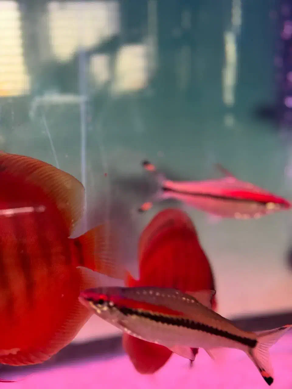 دیسکس گرید بالا|ماهی|مشهد, عبادی|دیوار