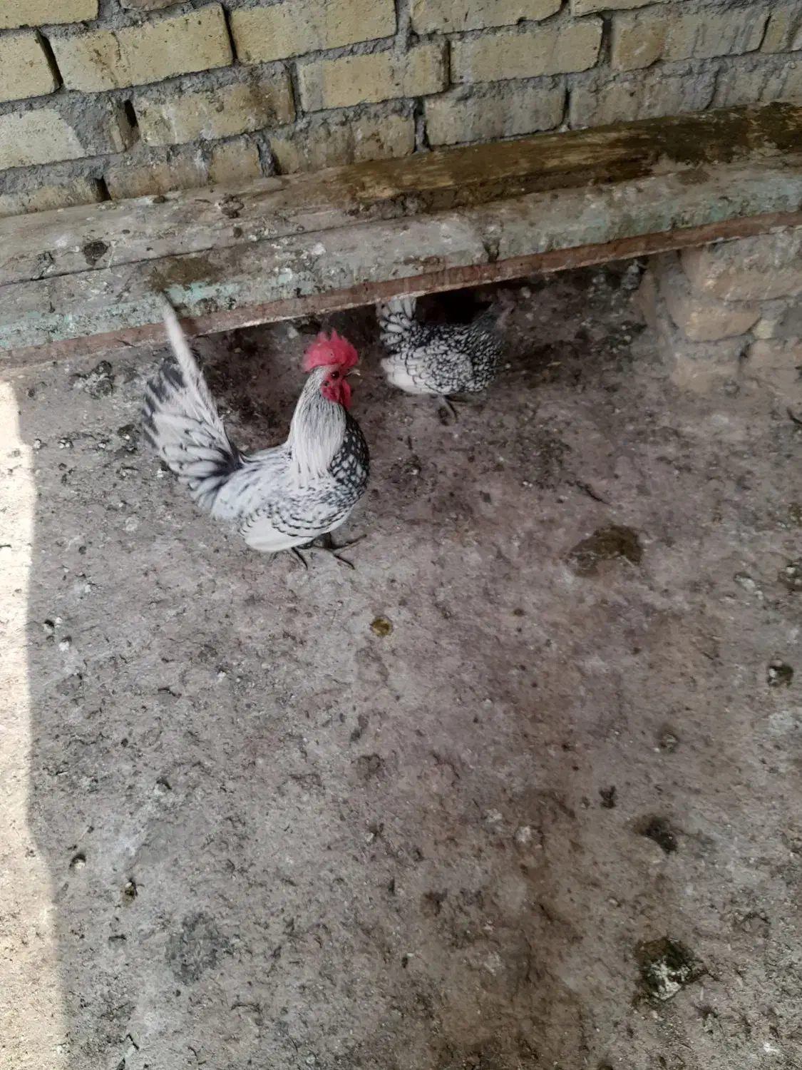 مرغ وخروس|حیوانات مزرعه|میلاجرد, |دیوار