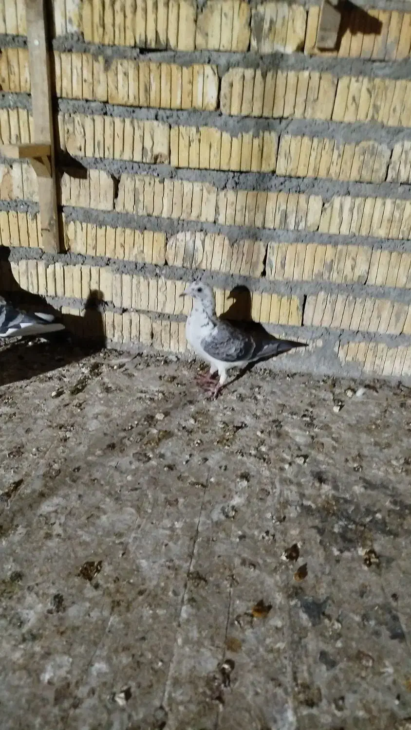 کبوتر گوره آی|پرنده|برازجان, |دیوار