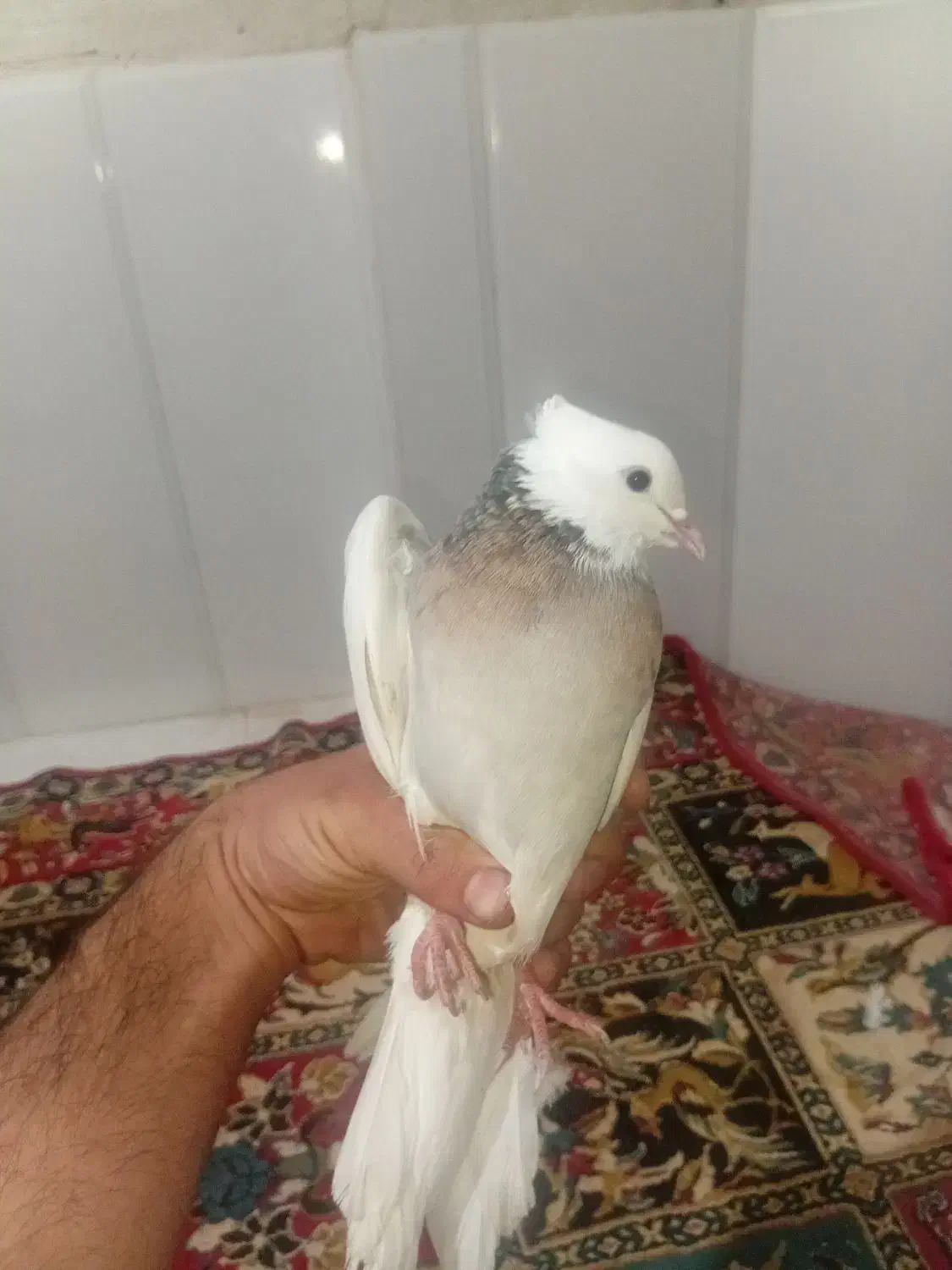 یه جفت کفتر شکلاتی والماسی|پرنده|لردگان, |دیوار