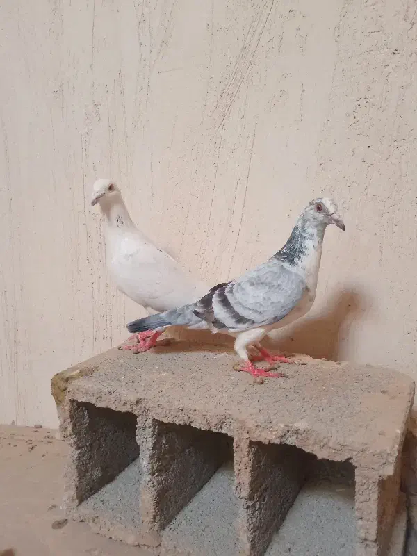 کفتر ز|پرنده|کاشمر, |دیوار