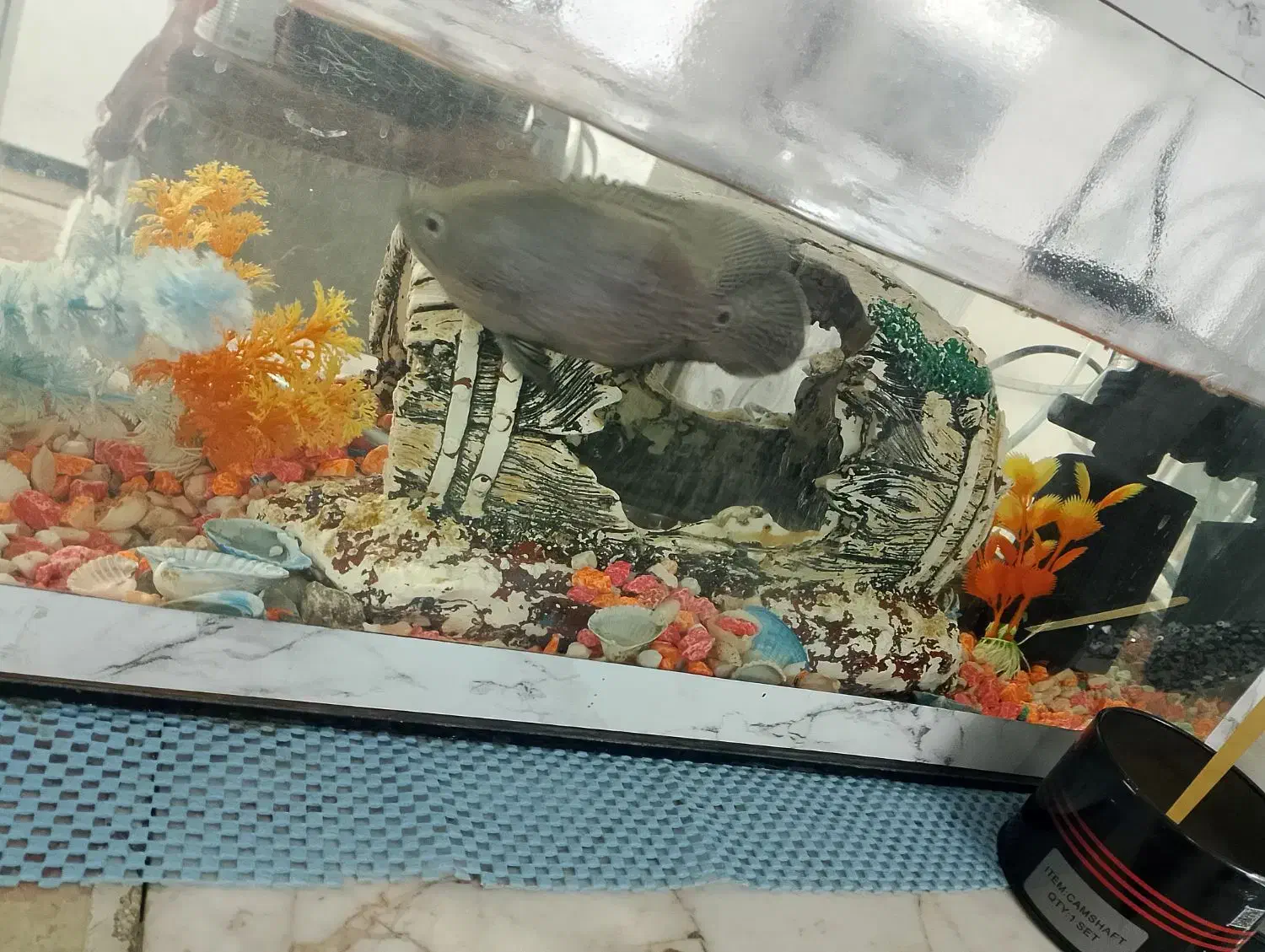 آکواریوم|ماهی|مشهد, شهرک رازی (شهرک غرب)|دیوار