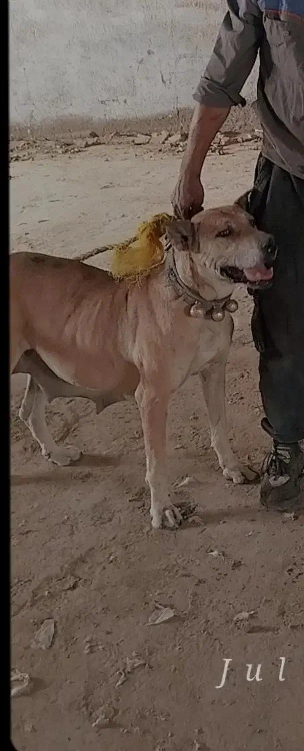 سگ ماده و ژرمن نر|سگ|تربتحیدریه, ترمینال|دیوار